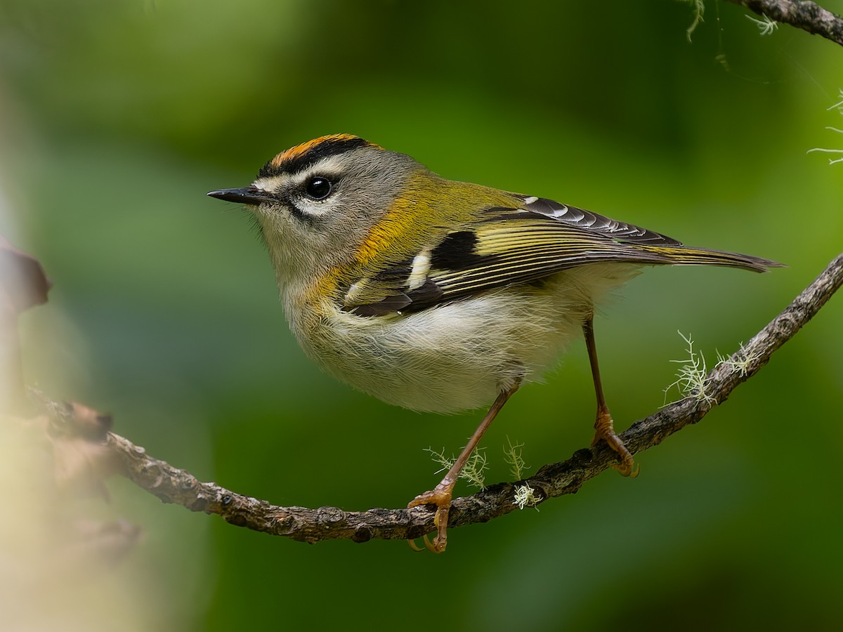 Madeira Firecrest - ML637695056