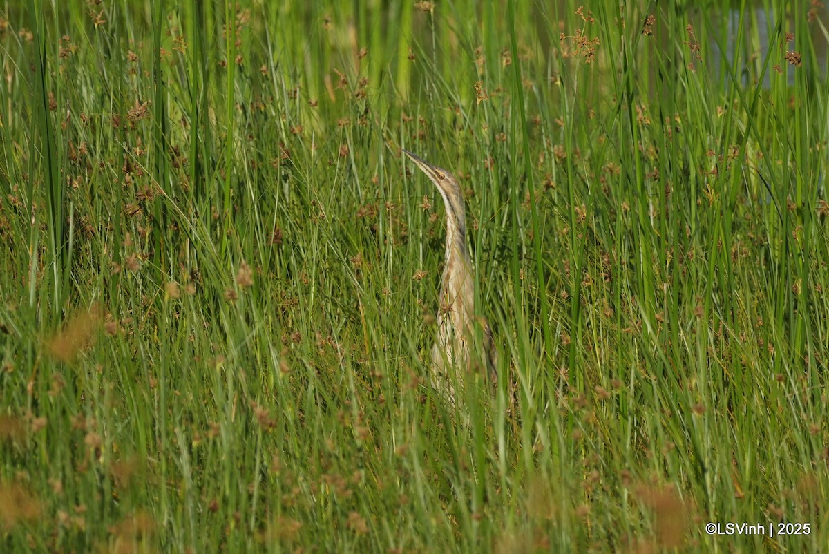 Американская выпь - ML637695057