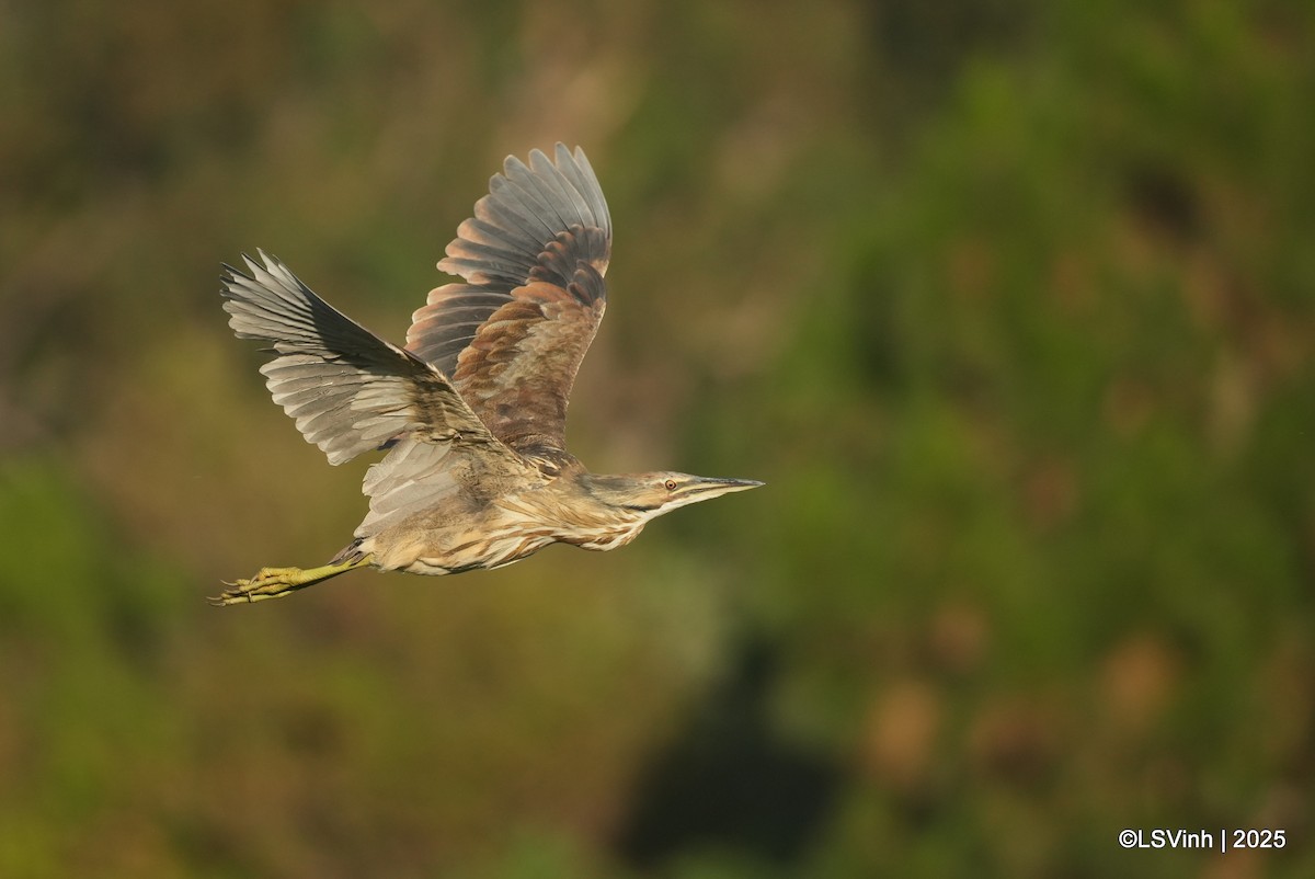 Американская выпь - ML637695067