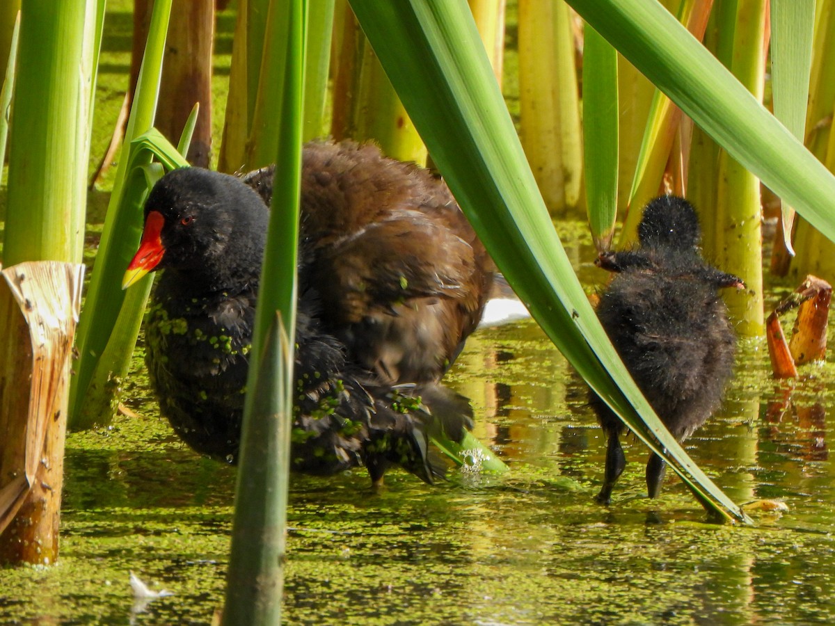 Eurasian Moorhen - ML637695069