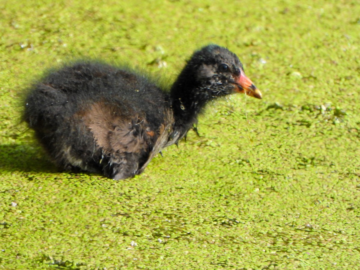 Eurasian Moorhen - ML637695070