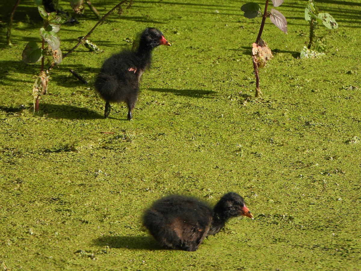 Eurasian Moorhen - ML637695071