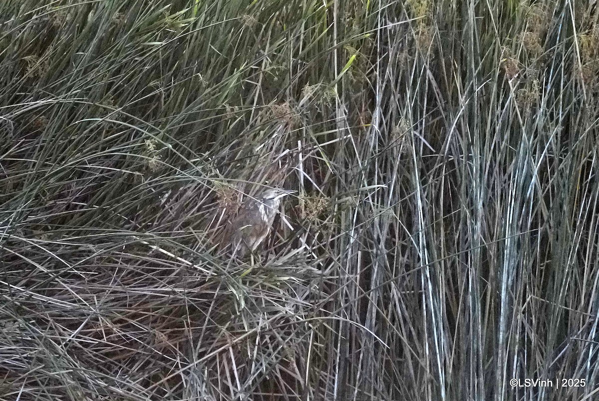 Американская выпь - ML637695076