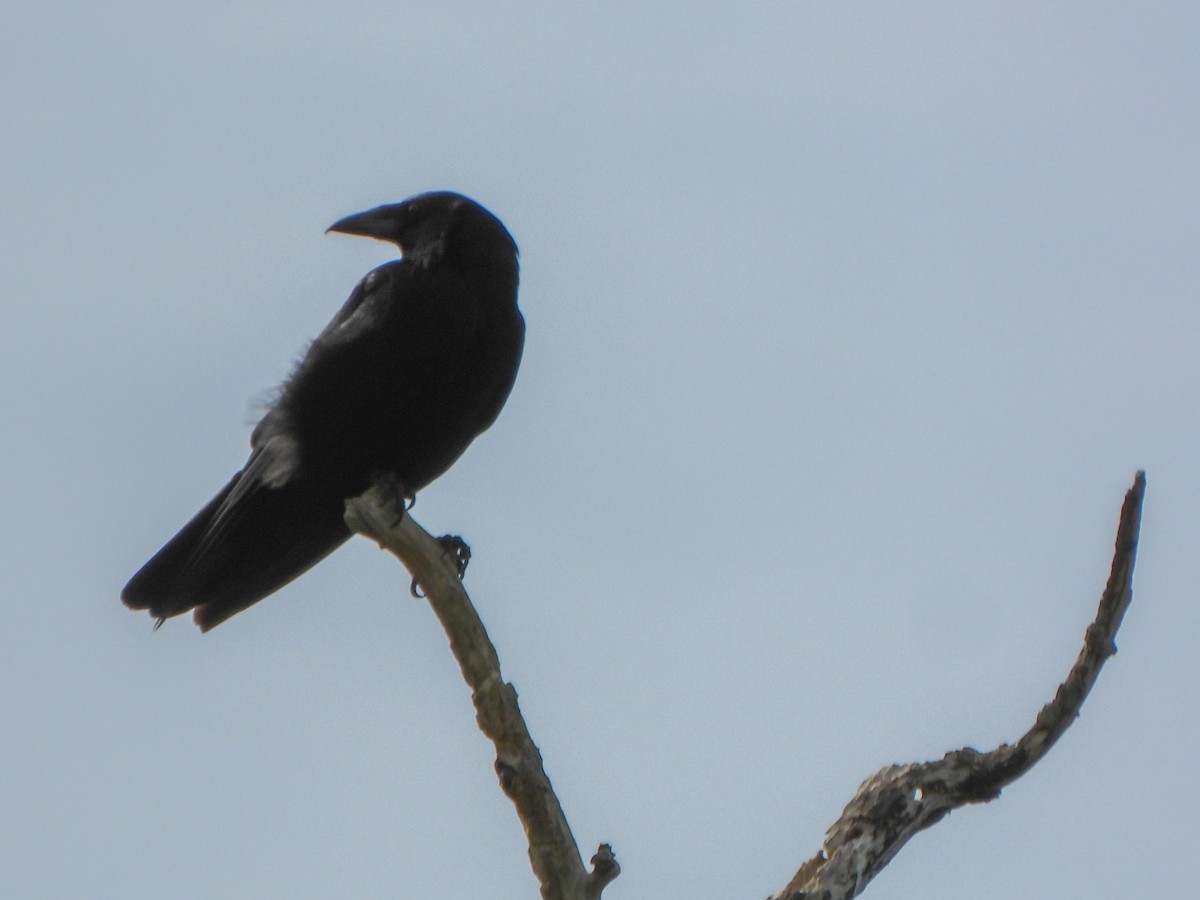 Carrion Crow - ML637695095