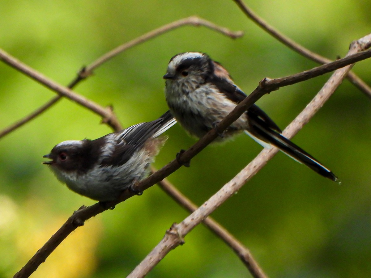 Long-tailed Tit - ML637695109