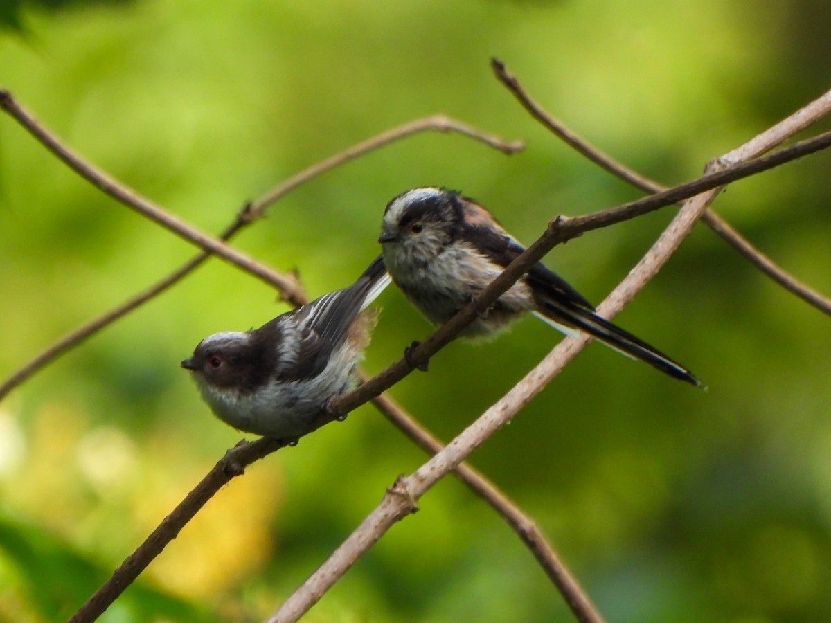 Long-tailed Tit - ML637695110