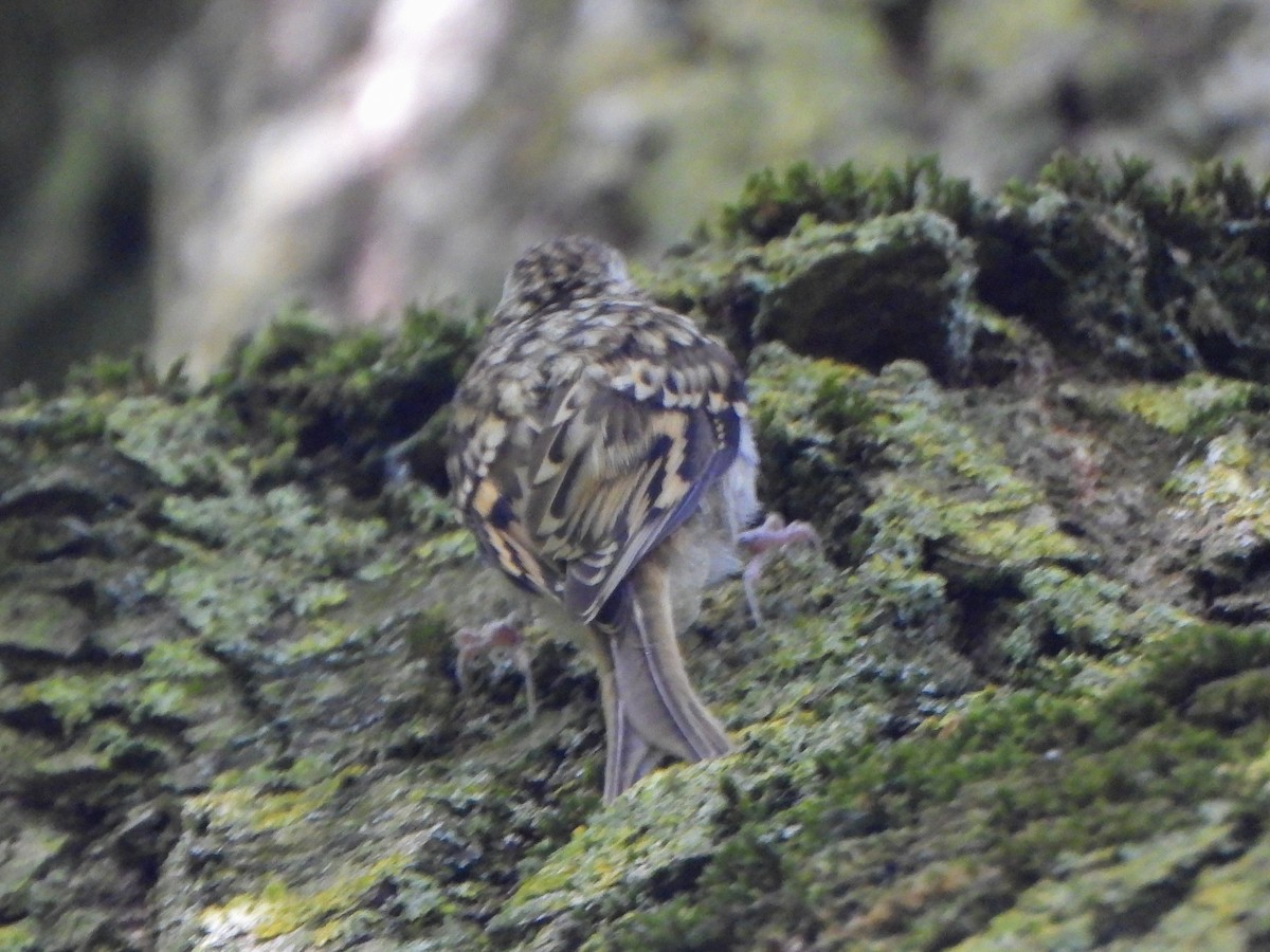 Eurasian Treecreeper - ML637695122