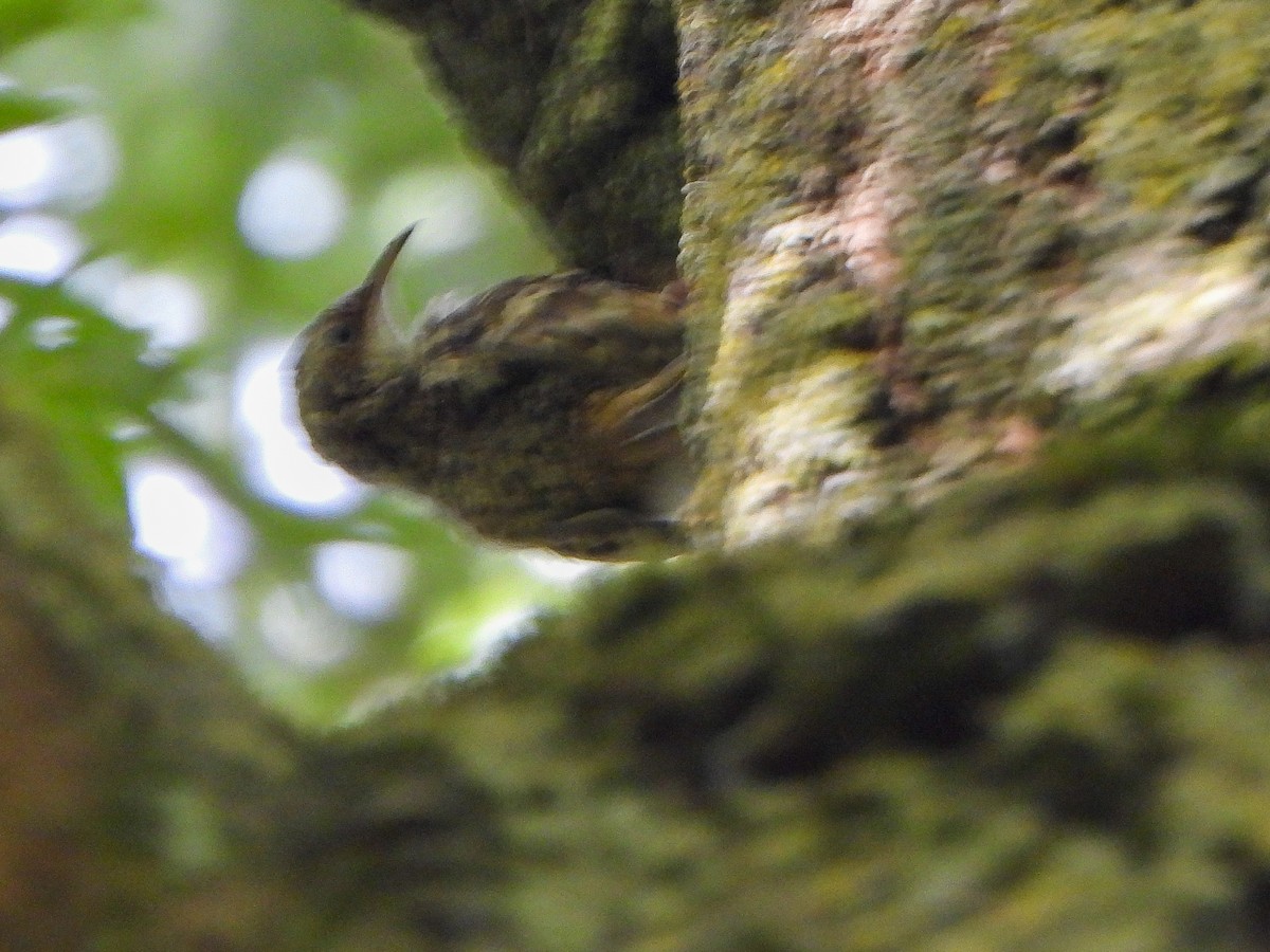 Eurasian Treecreeper - ML637695123