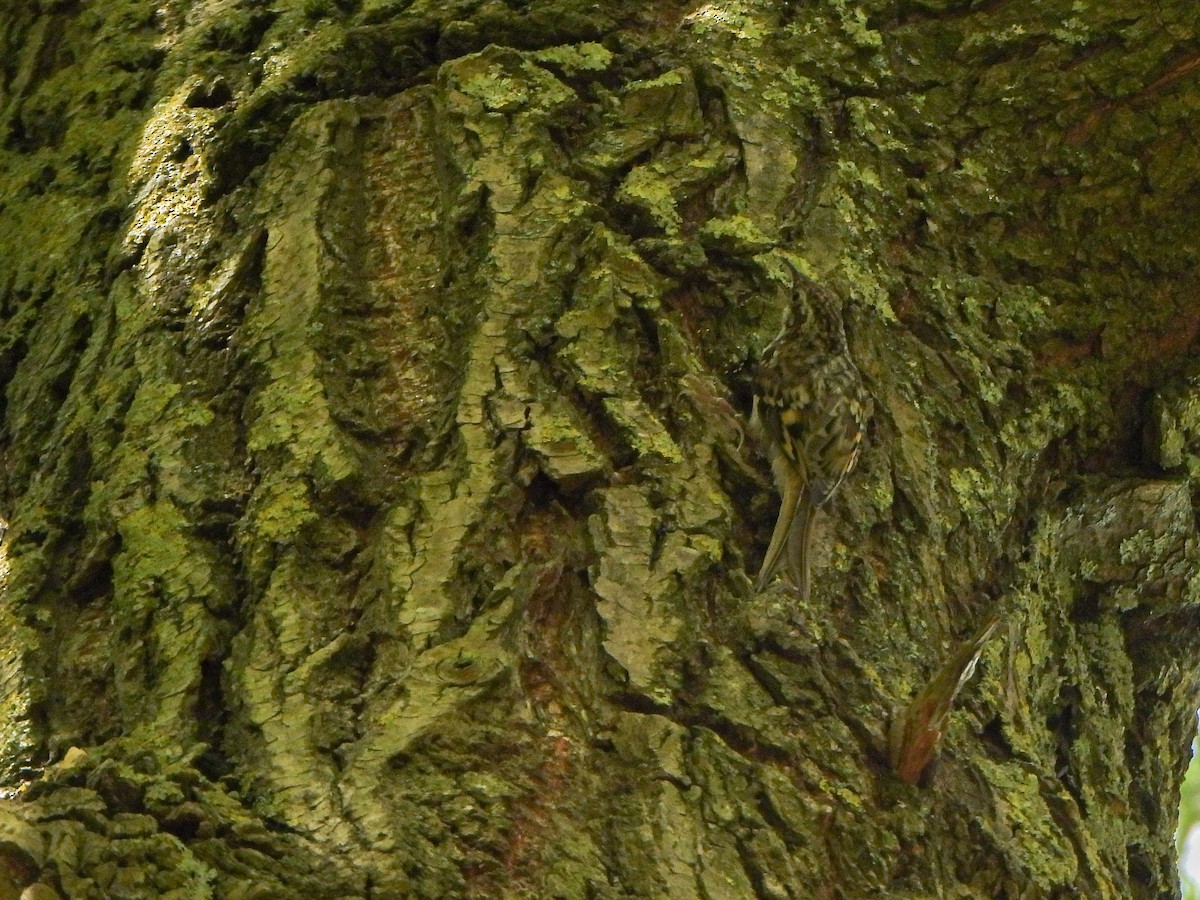 Eurasian Treecreeper - ML637695126