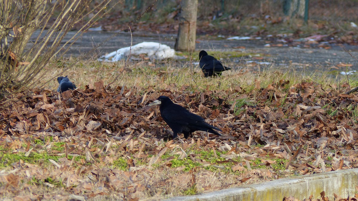Rook - ML637695136