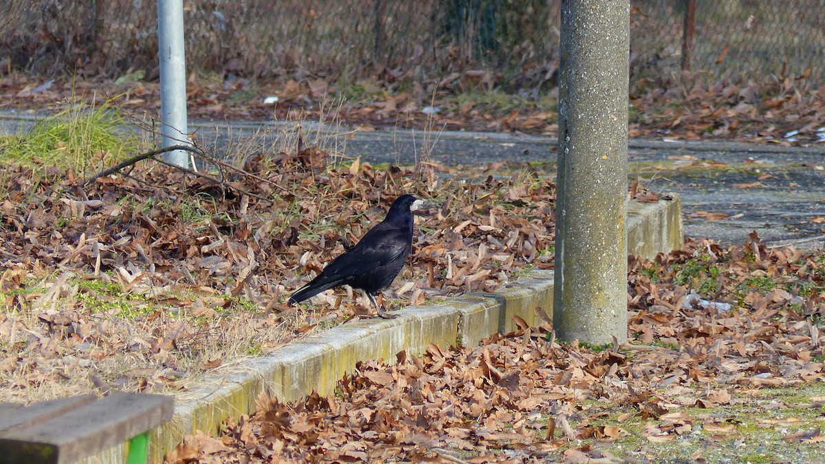Rook - ML637695137