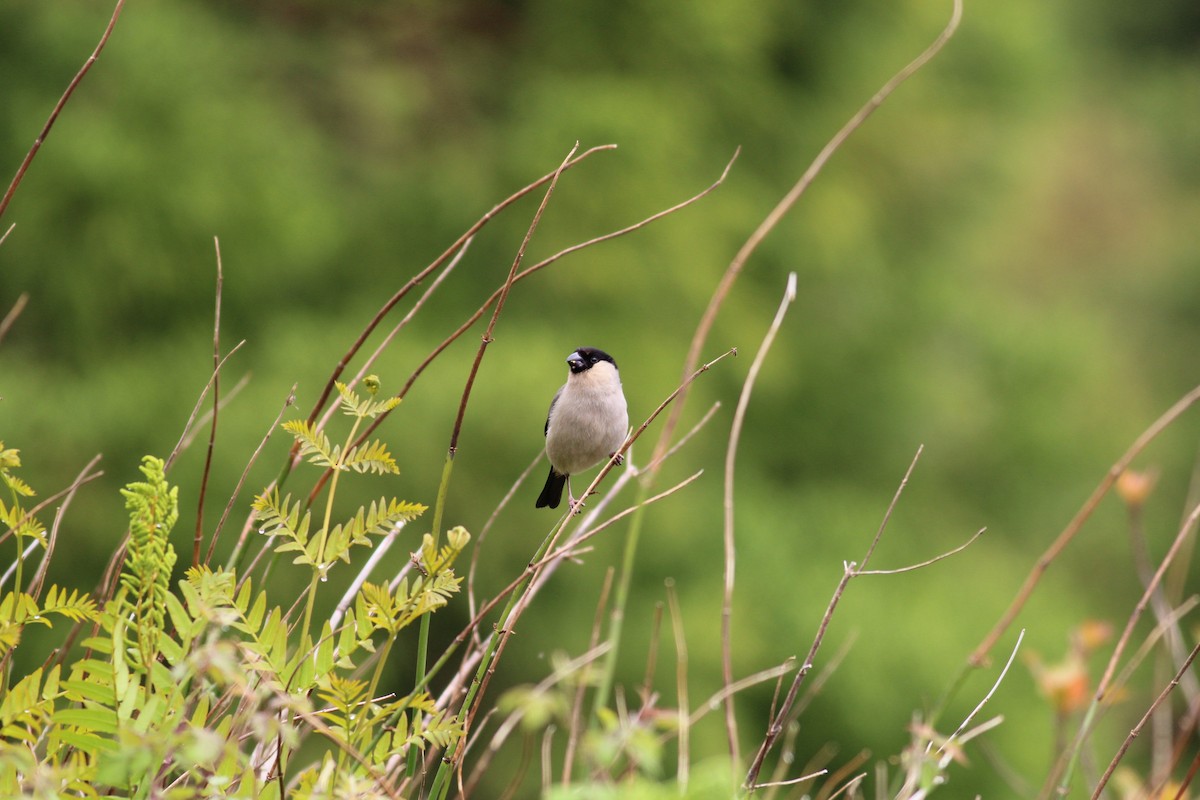 Azores Bullfinch - ML637695205