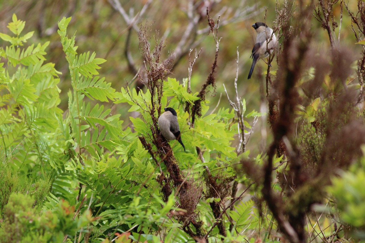 Azores Bullfinch - ML637695207