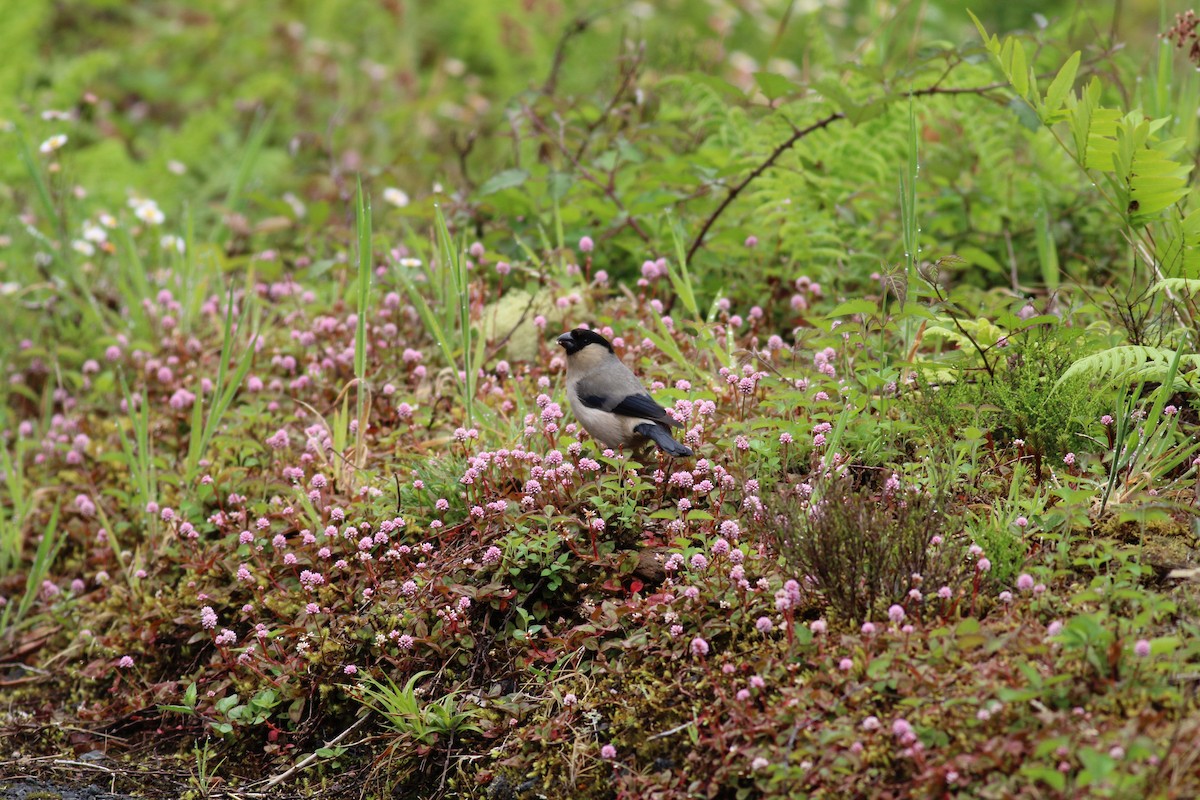 Azores Bullfinch - ML637695208