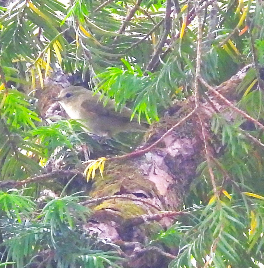 Yellow-browed Tit - ML637695219