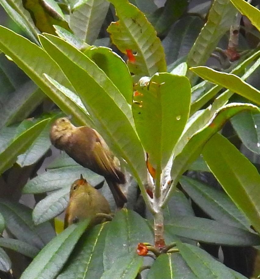 Yellow-browed Tit - ML637695220