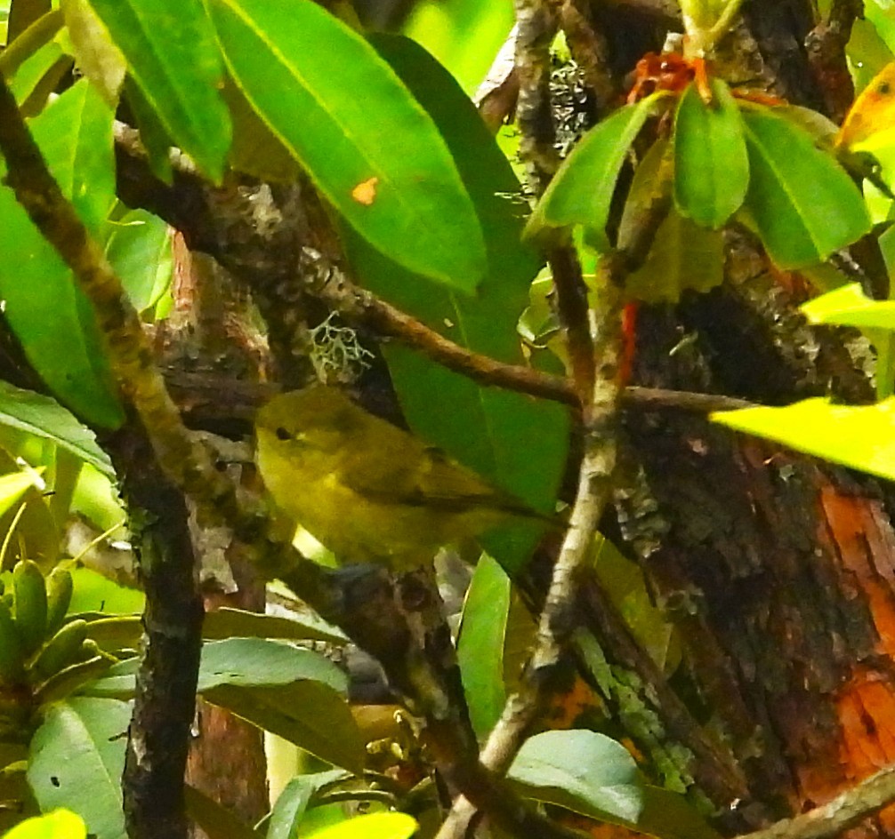 Yellow-browed Tit - ML637695221
