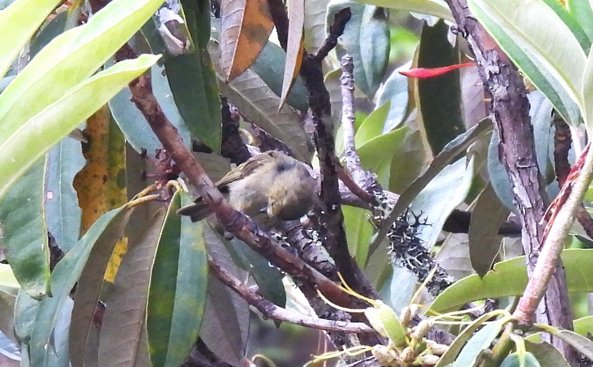 Yellow-browed Tit - ML637695222