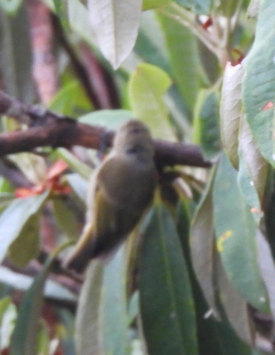Yellow-browed Tit - ML637695223