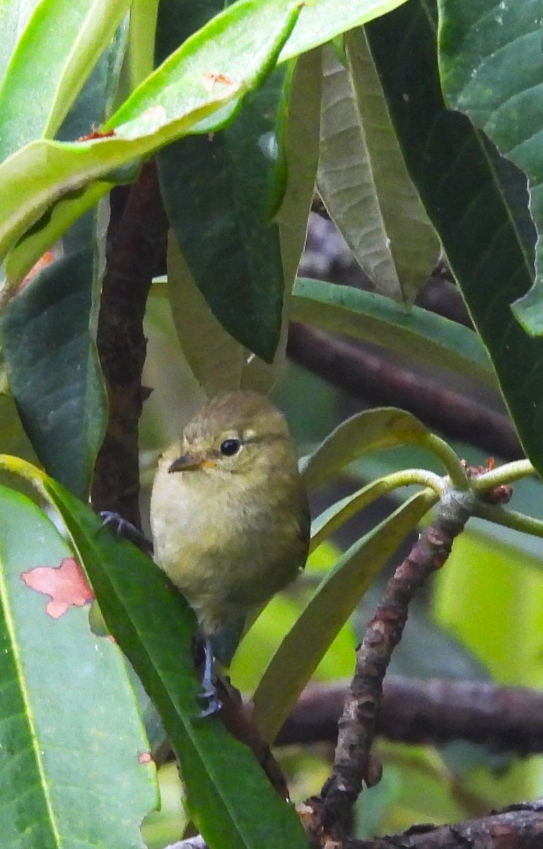 Yellow-browed Tit - ML637695224