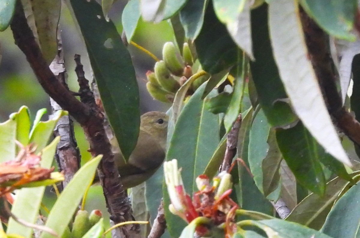 Yellow-browed Tit - ML637695225