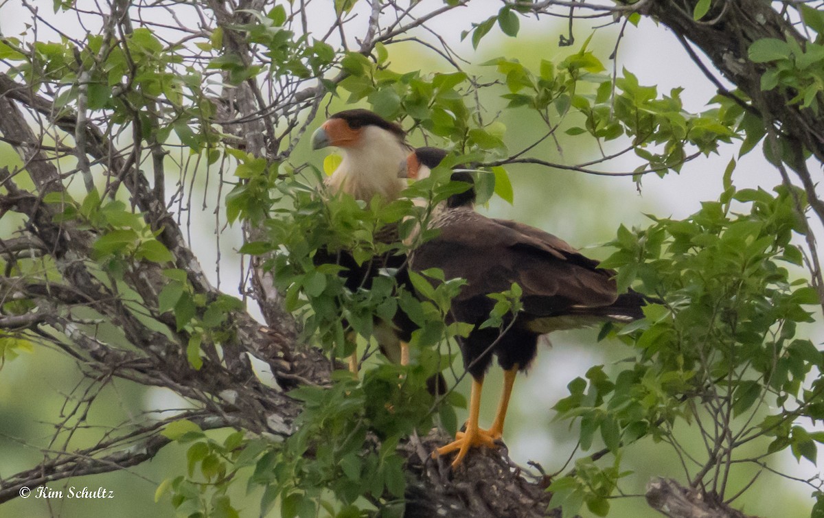 Crested Caracara (Northern) - ML637695231