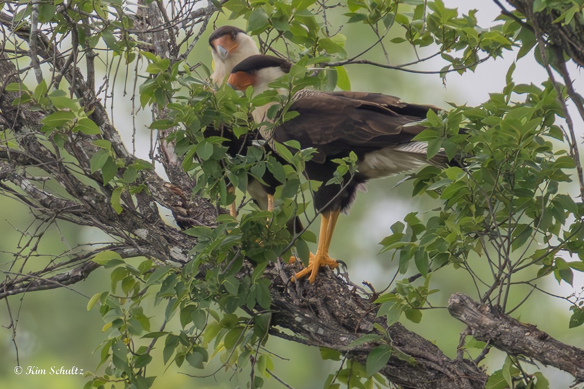 Crested Caracara (Northern) - ML637695232