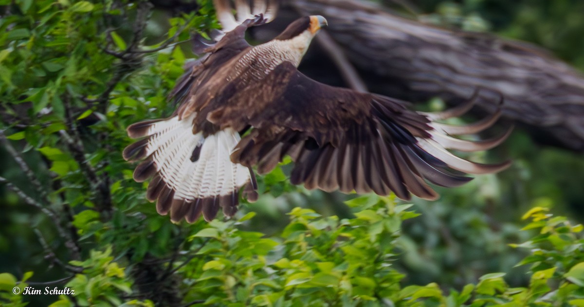 Crested Caracara (Northern) - ML637695233