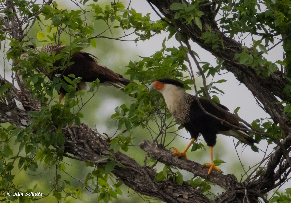 Crested Caracara (Northern) - ML637695234