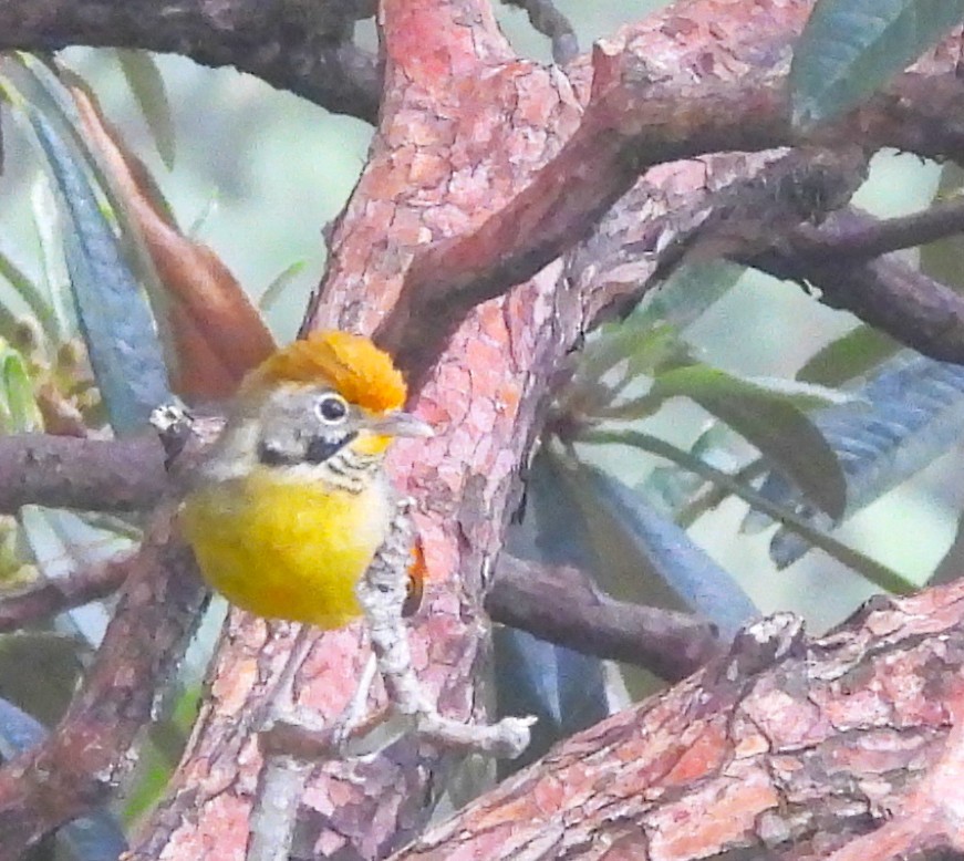 Chestnut-tailed Minla - ML637695280