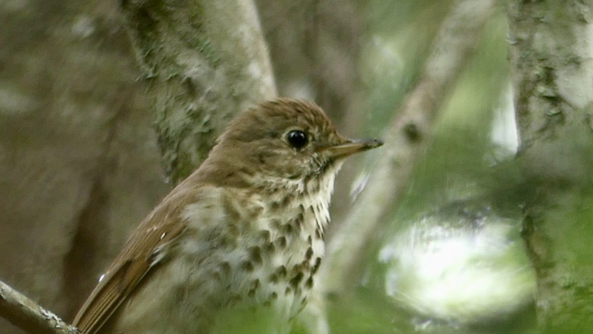 Hermit Thrush - ML637695287
