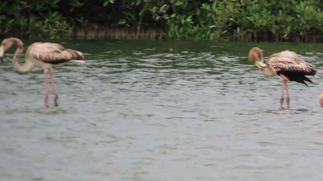 American Flamingo - ML637695308