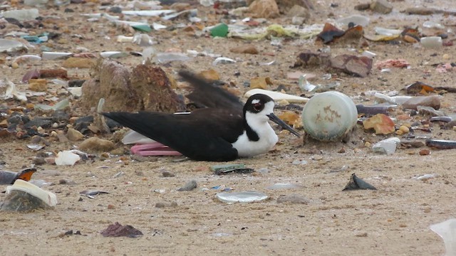 Black-necked Stilt - ML637695311