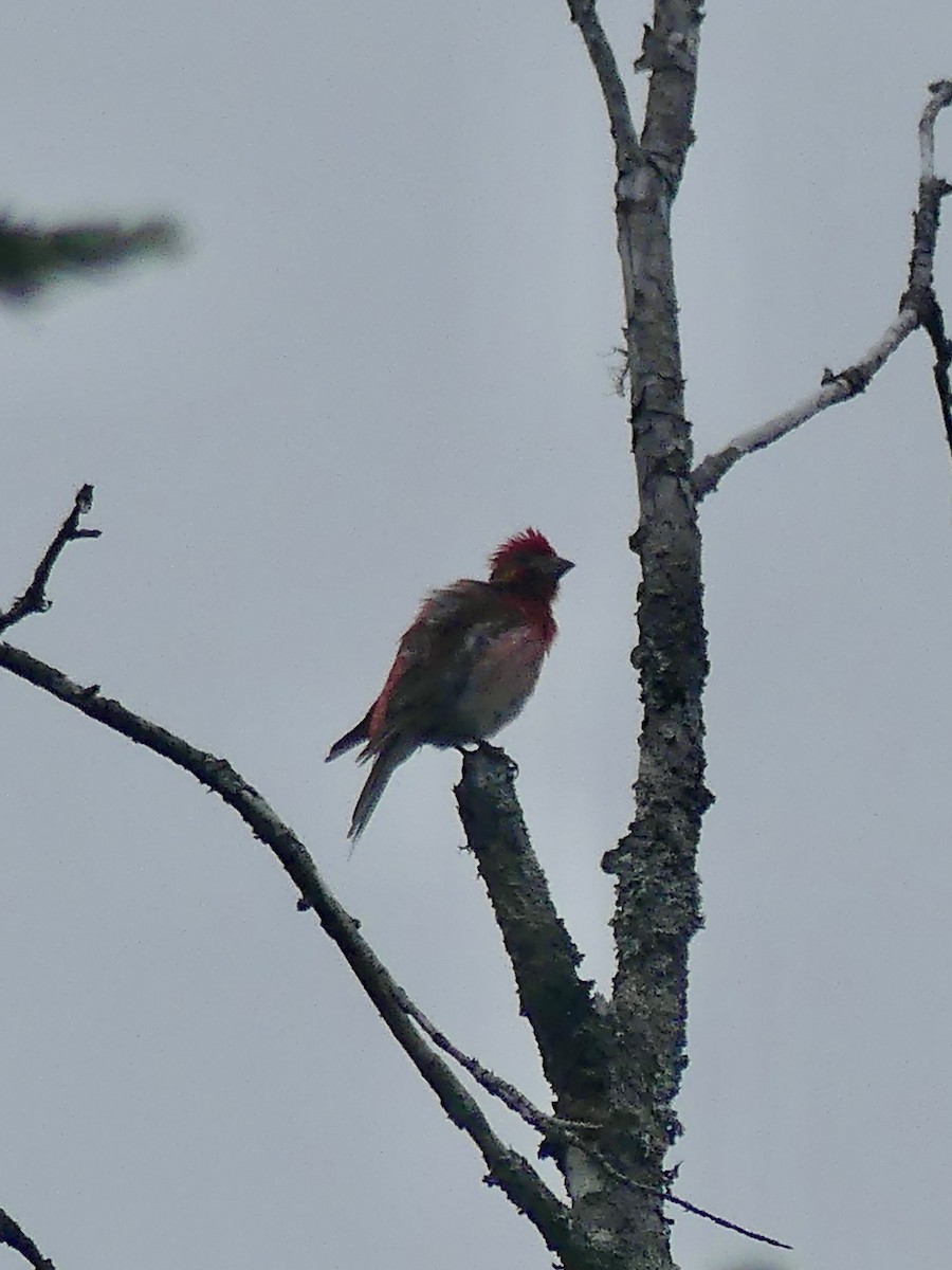 Purple Finch - ML637695364