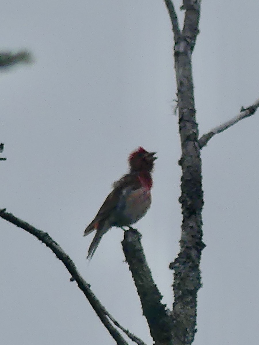 Purple Finch - ML637695365