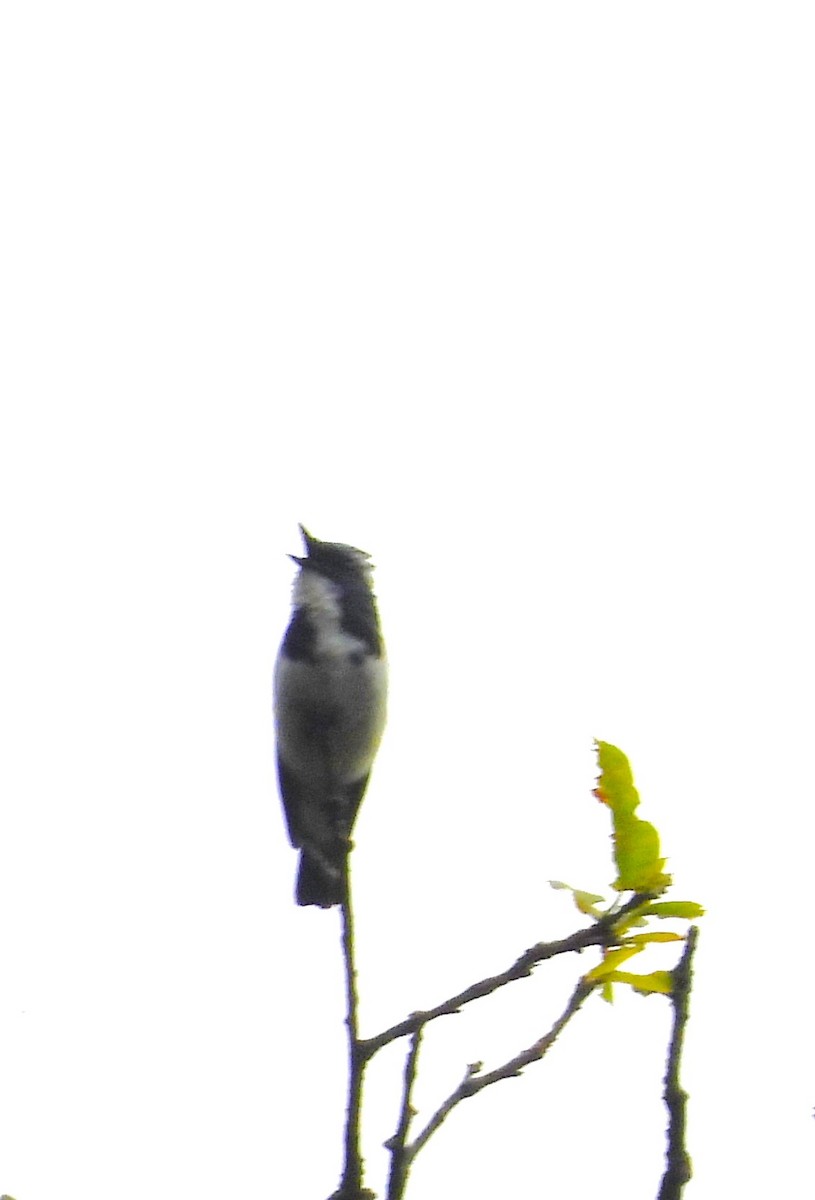 Ultramarine Flycatcher - ML637695366