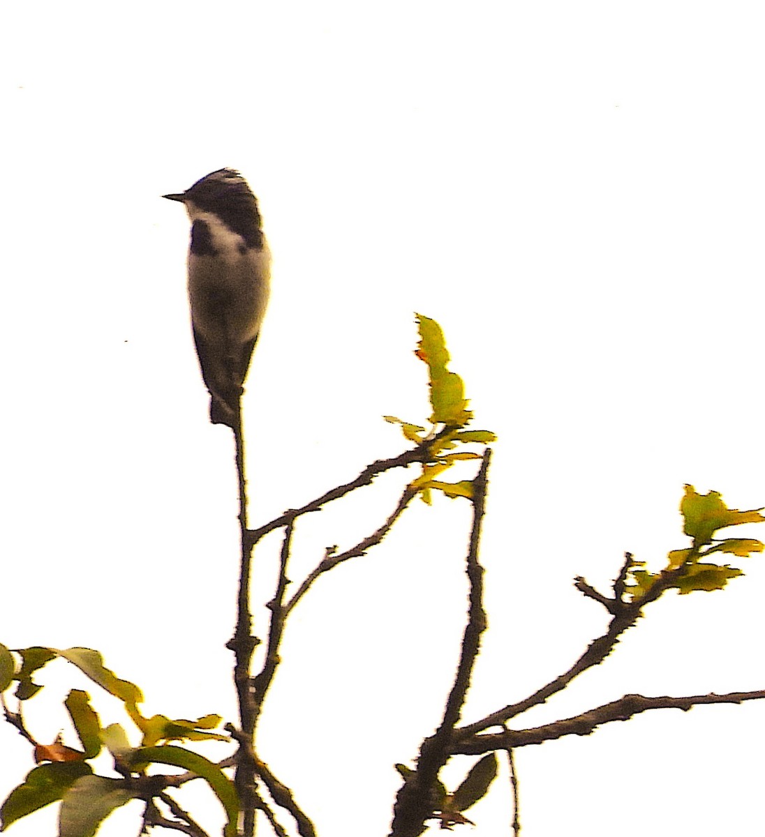 Ultramarine Flycatcher - ML637695367