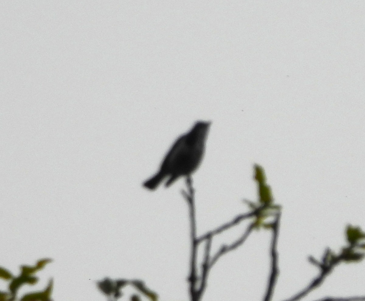 Ultramarine Flycatcher - ML637695368