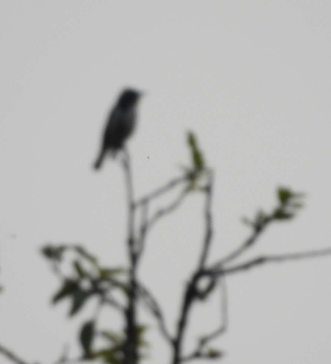 Ultramarine Flycatcher - ML637695369