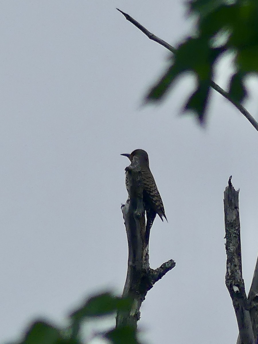 Northern Flicker - ML637695371