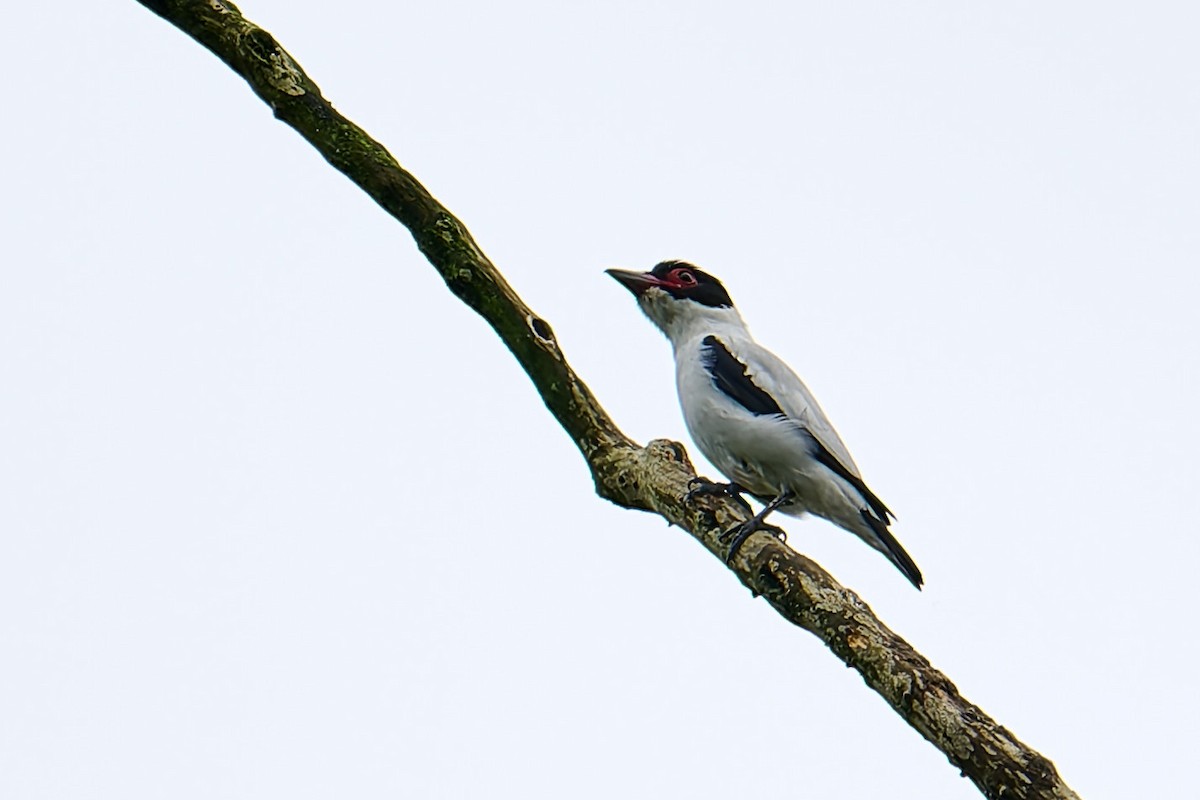 Black-tailed Tityra (Eastern) - ML637695394