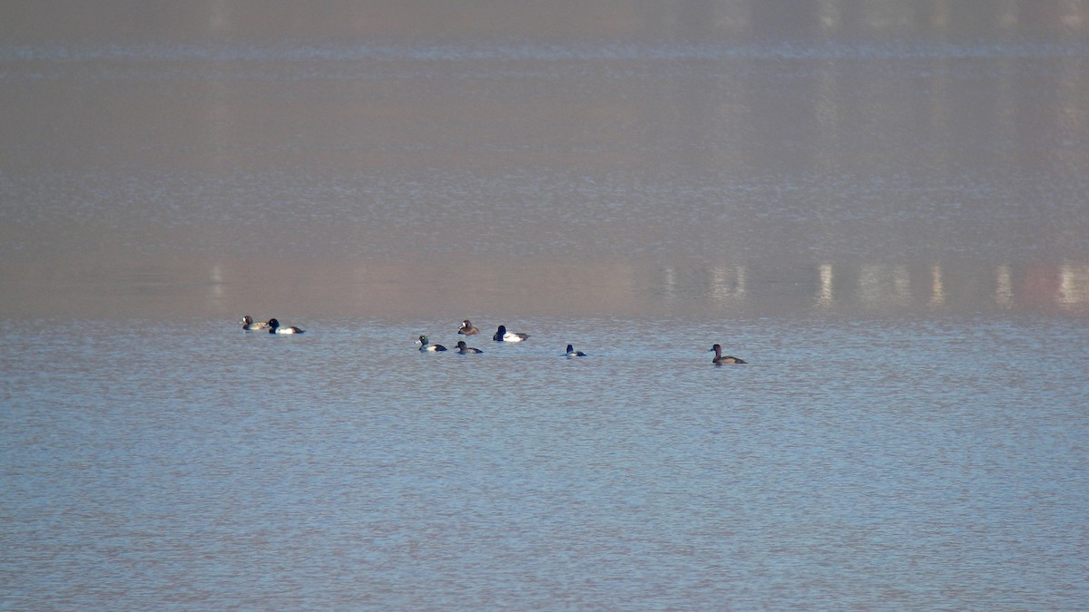 Greater Scaup - ML637695438