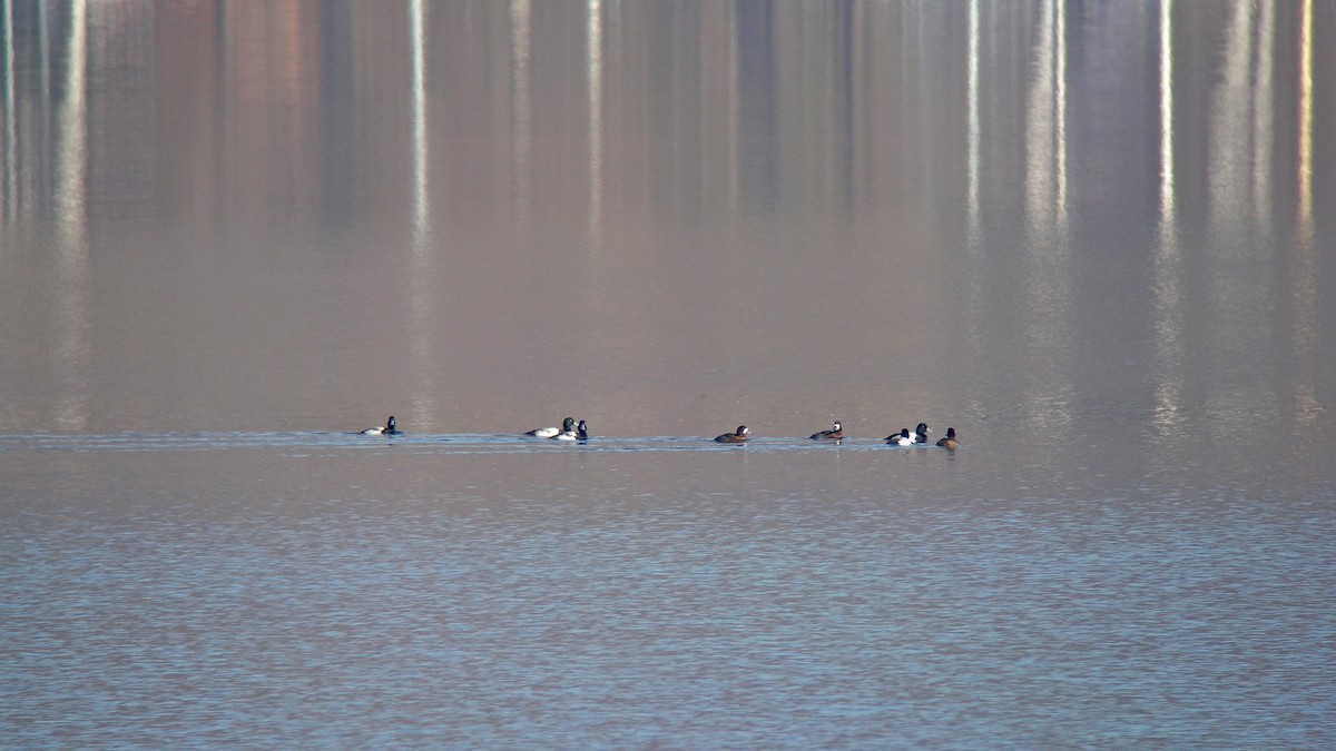 Greater Scaup - ML637695469