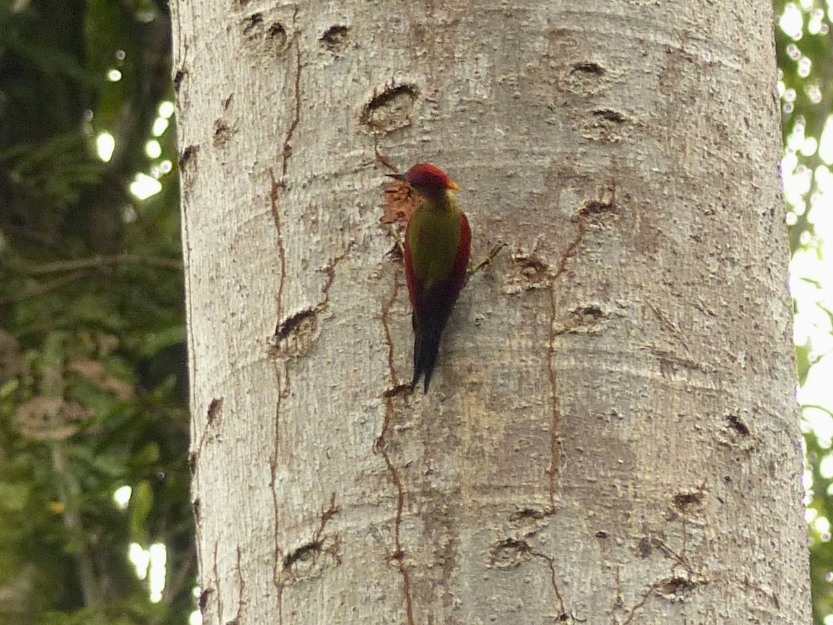 Crimson-winged Woodpecker - ML637695472