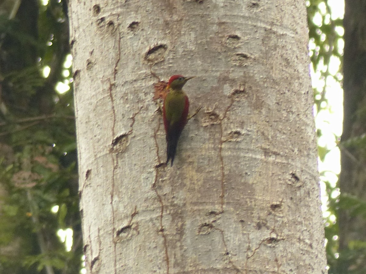 Crimson-winged Woodpecker - ML637695473