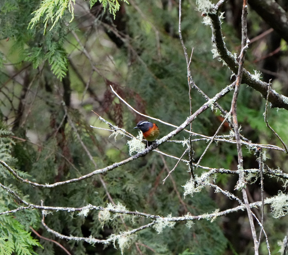 Collared Bush-Robin - ML637695482