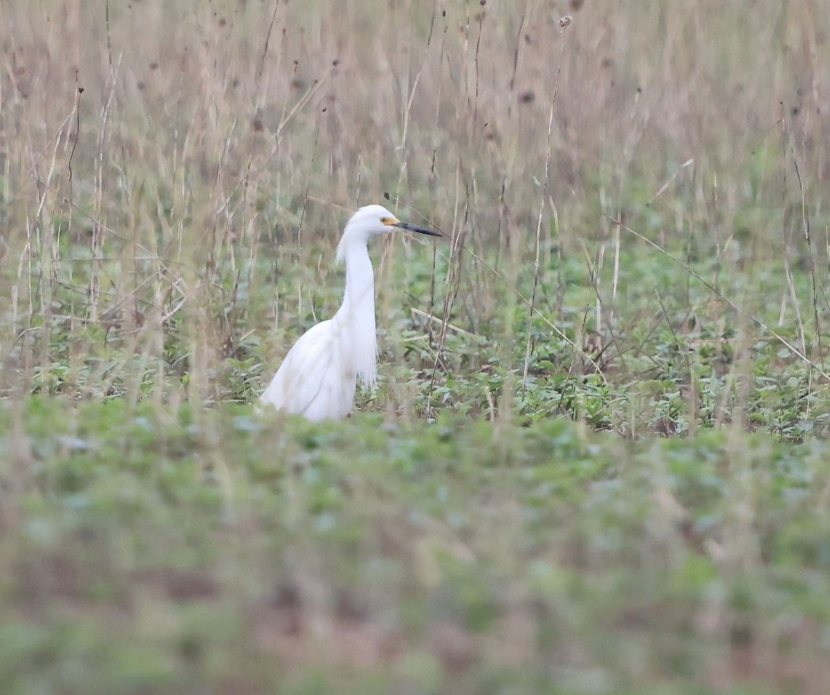 Snowy Egret - ML637695496