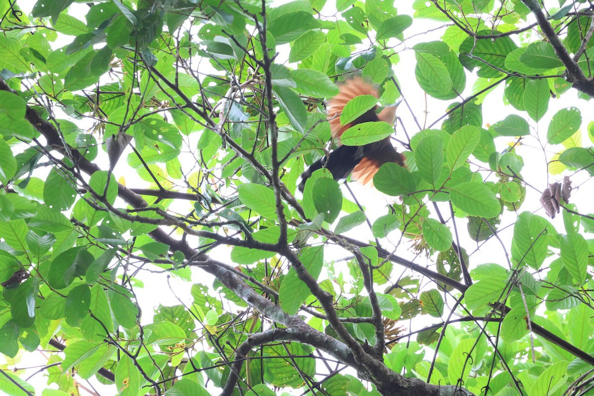 Raffles's Malkoha - ML637695498