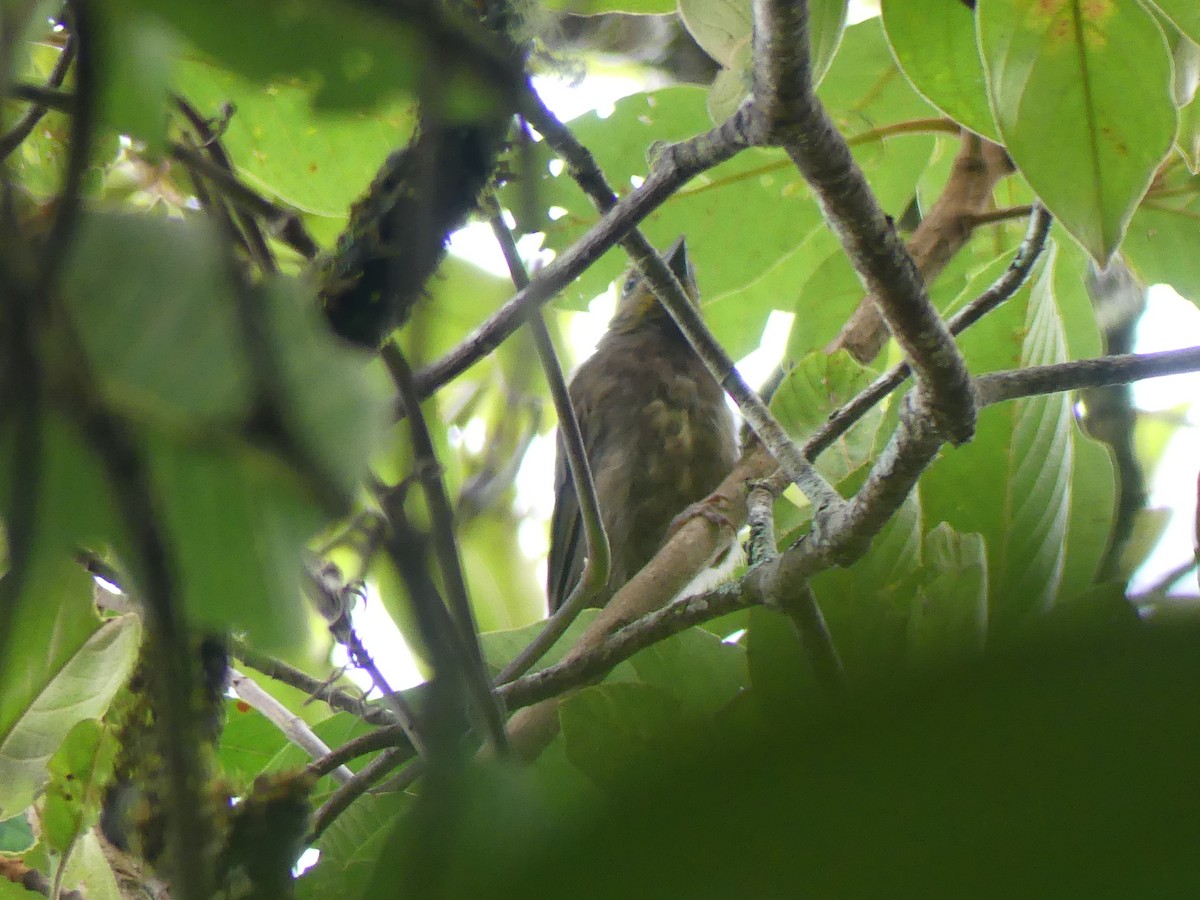 Red-crowned Ant-Tanager - ML637695499
