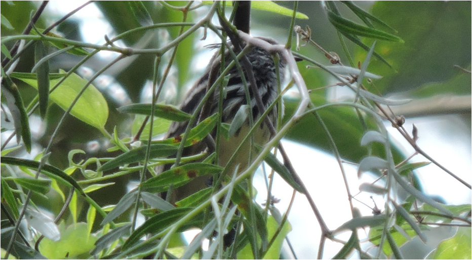 Yellow-billed Tit-Tyrant - ML637695500